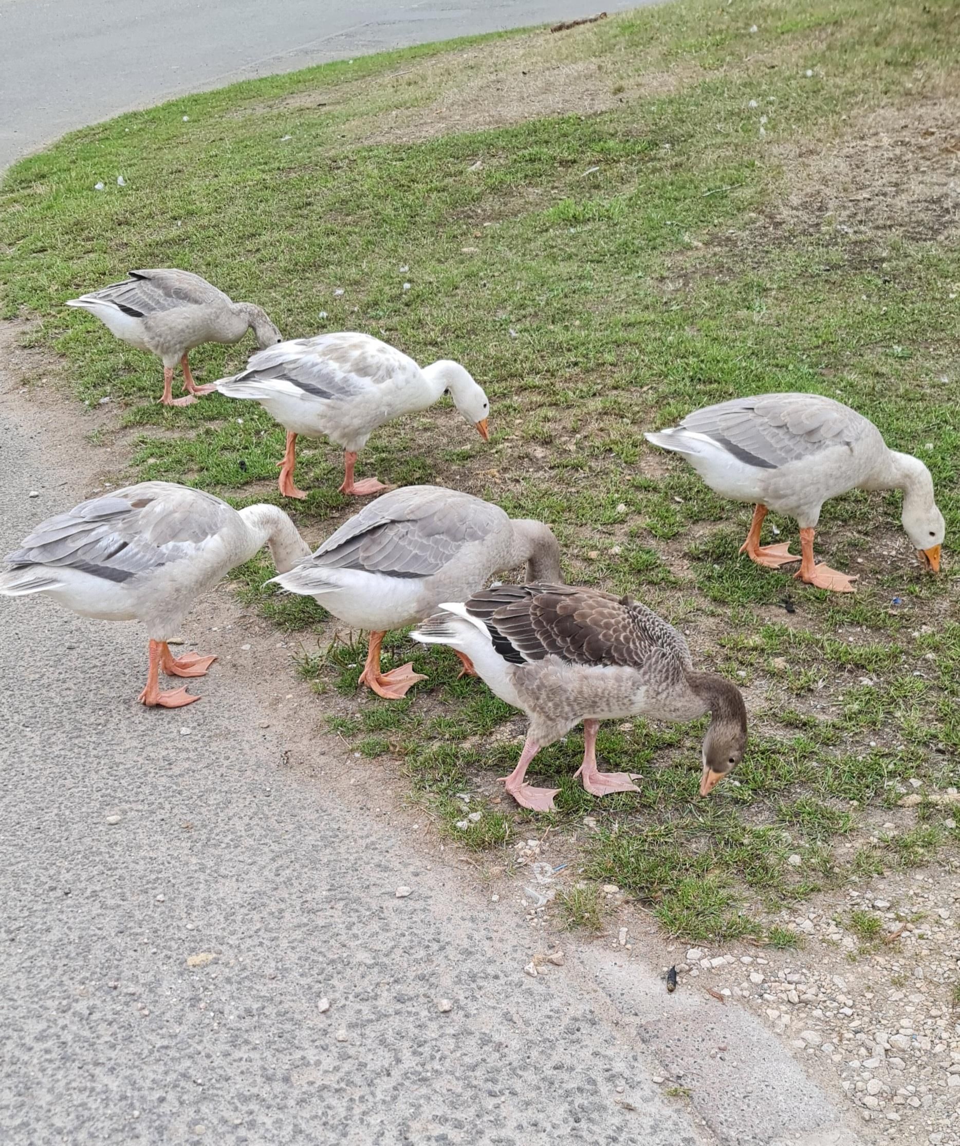 Geese at Poolsbrook Park